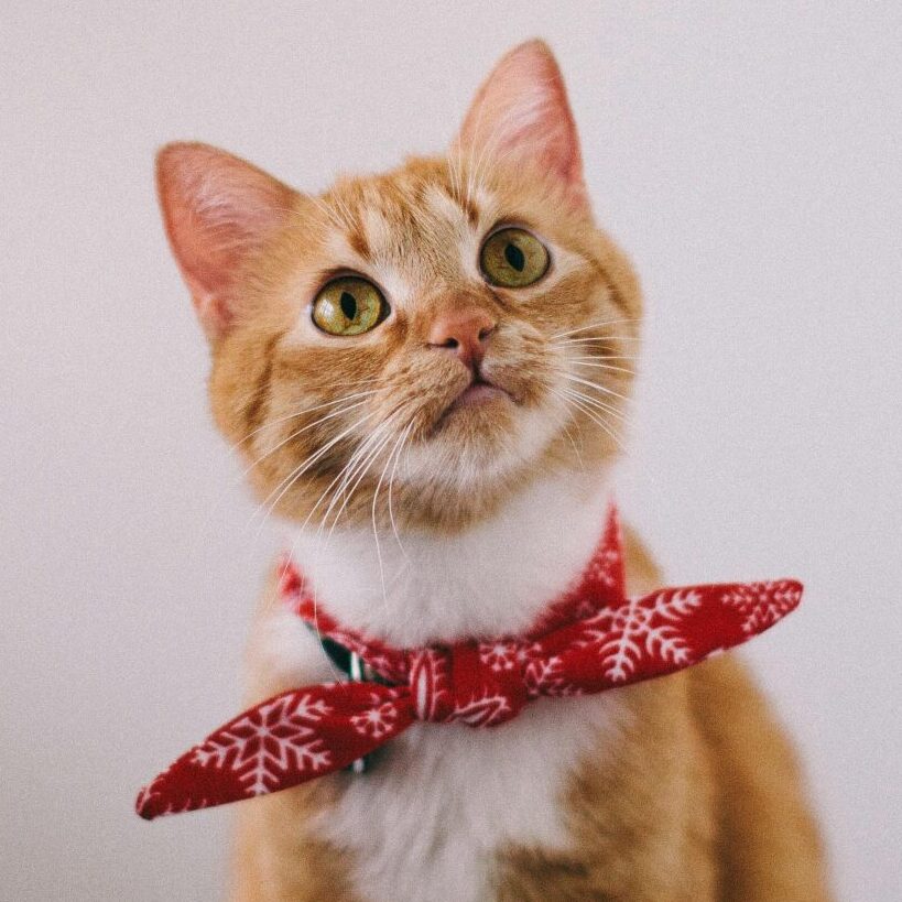 Katze